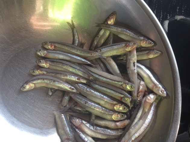 Raw Anchovies